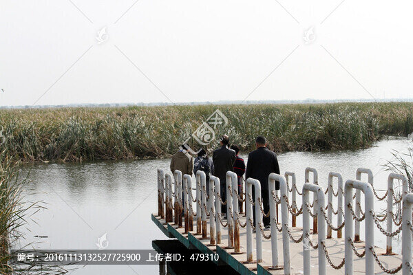 濕地,水