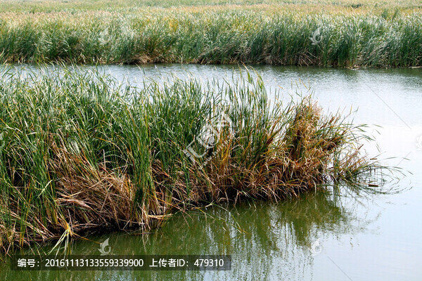 濕地,水,蘆葦