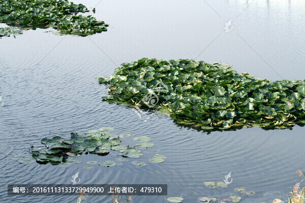 大慶,龍鳳濕地,蓮花,湖泊