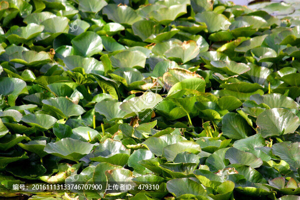 大慶,龍鳳濕地,蓮葉,蓮花,水