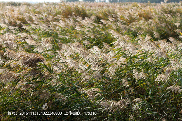 濕地,水,蘆葦,風(fēng)光