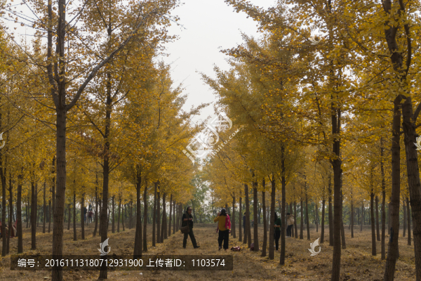 金色銀杏園