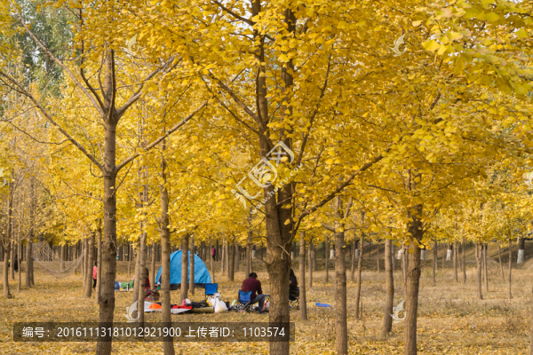 金色銀杏園