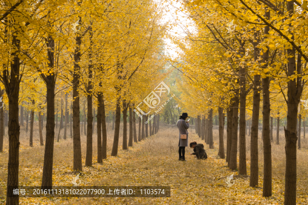 金色銀杏園