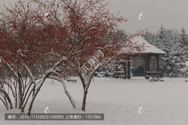 白雪紅豆