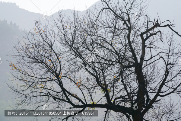 畫意樹枝背景