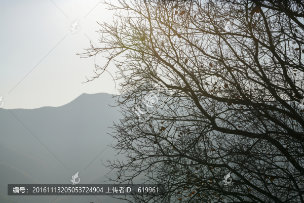 畫(huà)意樹(shù)枝背景