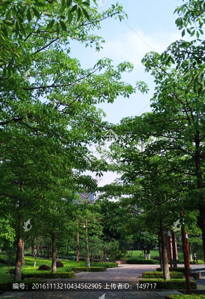 佛山千燈湖公園林蔭道