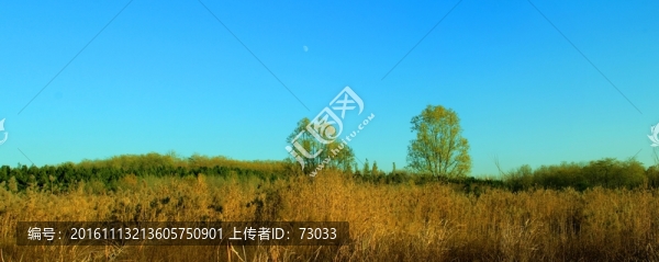 蘆葦濕地