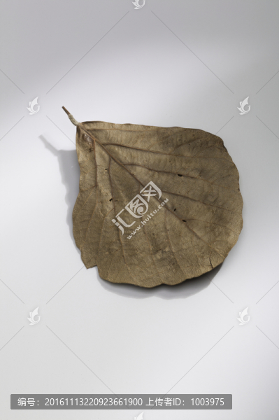 樹葉,枯葉,素材