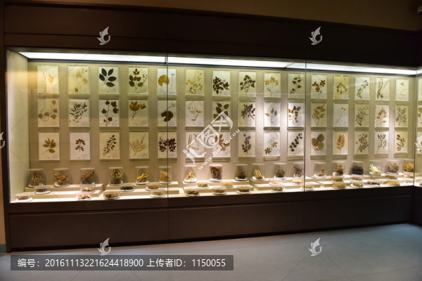 中草藥標(biāo)本展示廳