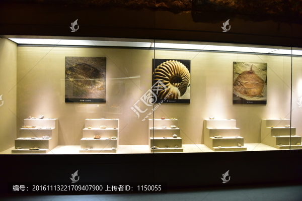 中草藥標(biāo)本展示廳