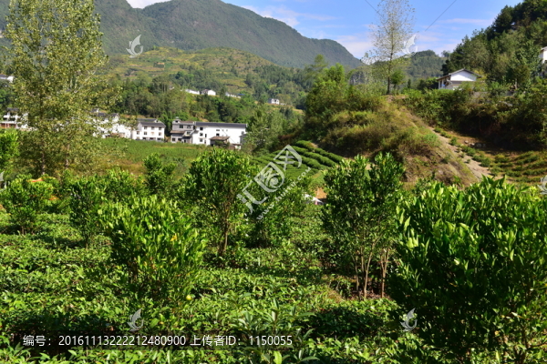 新農(nóng)村田野田園風(fēng)景