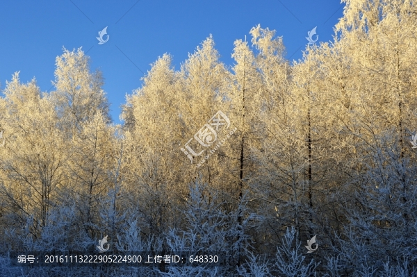 樹林