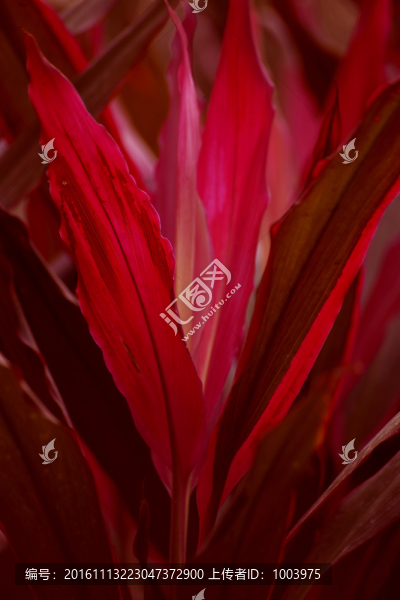 紅葉,花卉素材