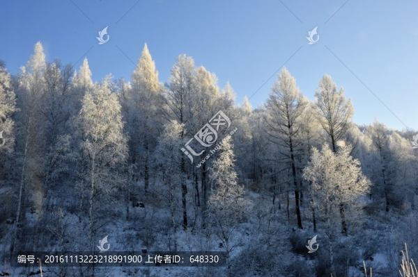 樹掛