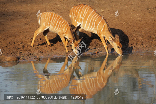 Nyala,antelopes喝
