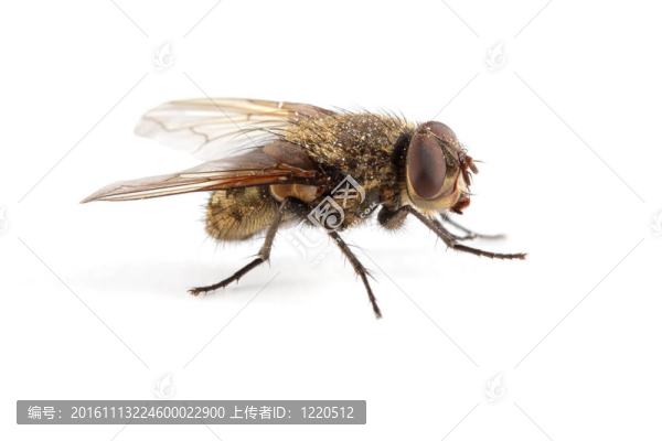 房子飛