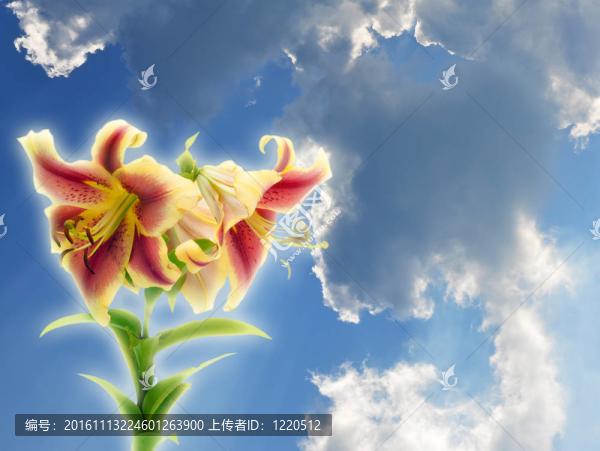 莉莉和天空