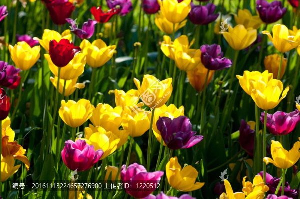 公園里有許多郁金香