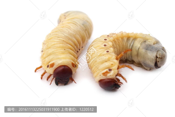 幼蟲(chóng)