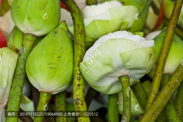 白蓮花