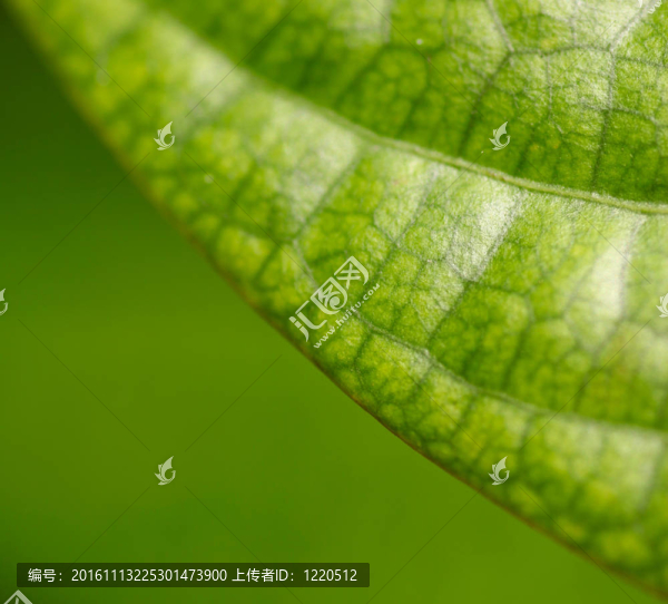 綠色的葉子-匯圖網(wǎng) www.fosd68.com 綠色的葉子