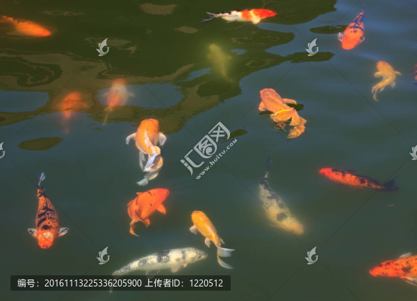 一群魚（鯉魚）在水。