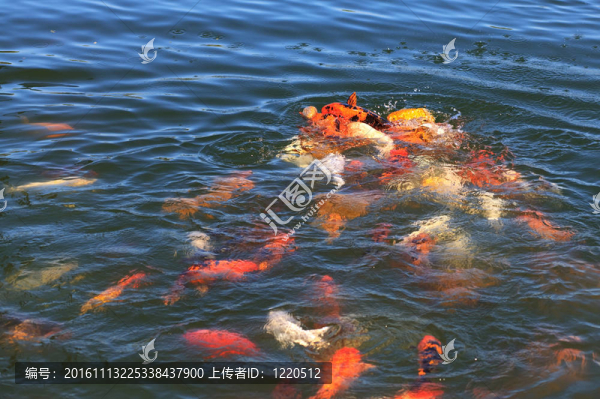 魚（鯉魚）爭(zhēng)奪食物。