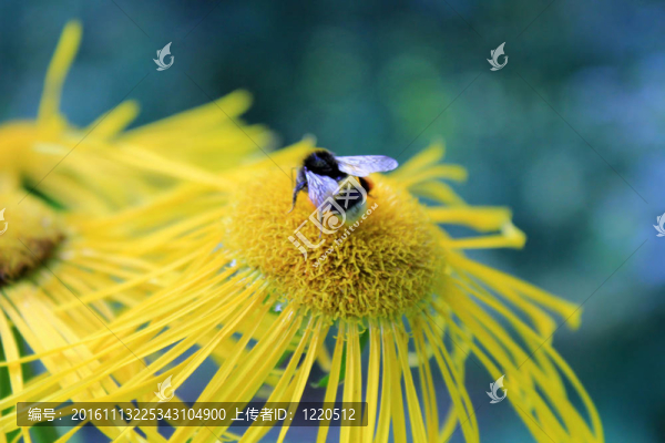 蜜蜂和一朵花