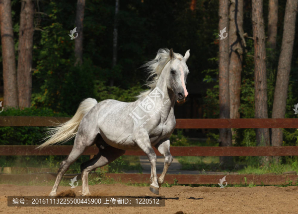 阿拉伯種馬