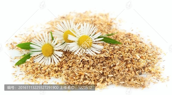 甘菊