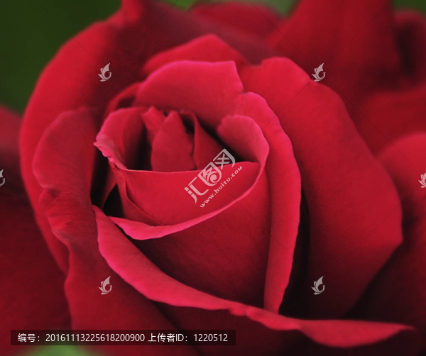 紅玫瑰-匯圖網(wǎng) www.fosd68.com 紅玫瑰