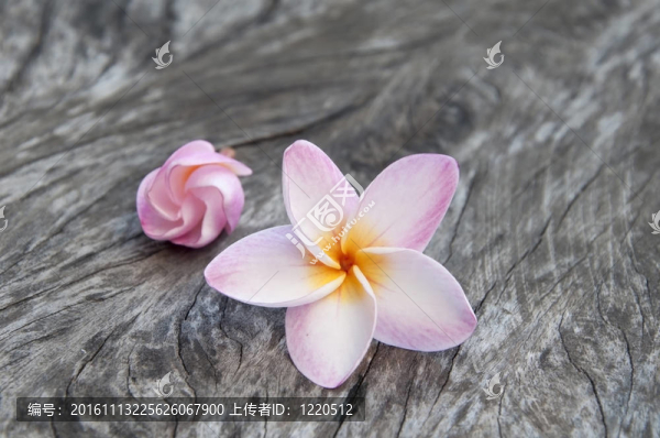 雞蛋花