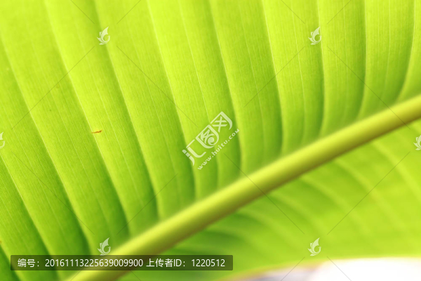 綠色的葉子