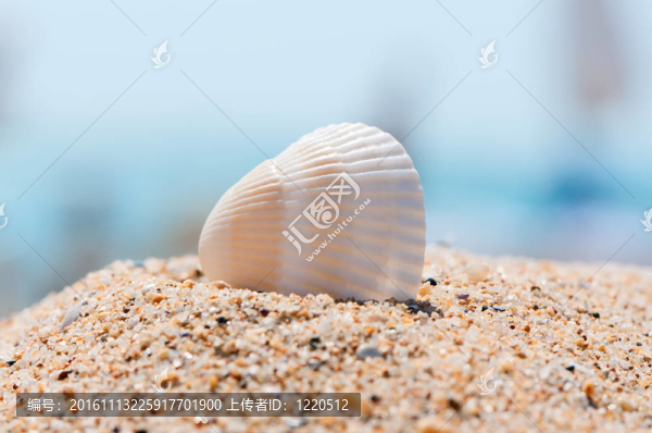 海面上的貝殼。
