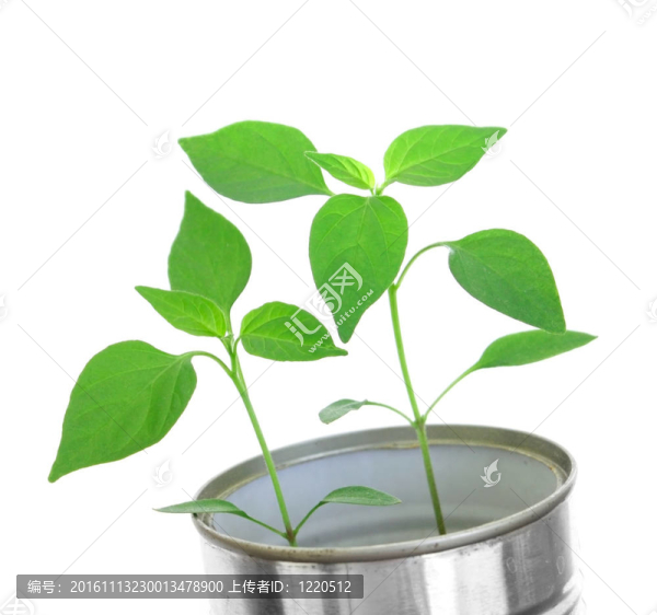 植物
