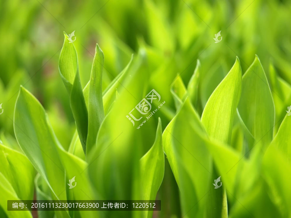 山谷的莉莉