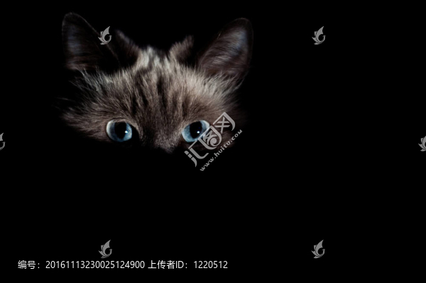 藍眼睛的貓