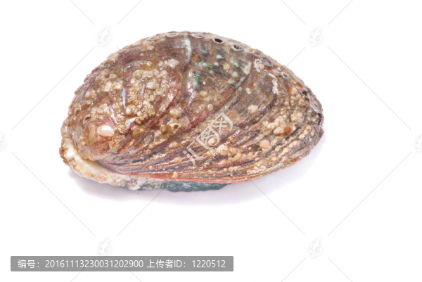 鮑魚