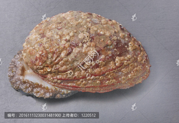 鮑魚