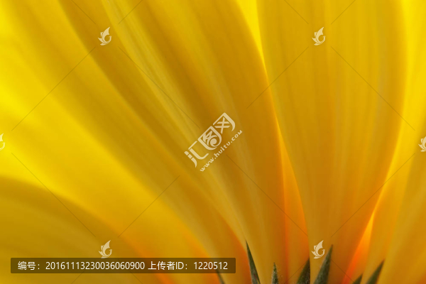 花瓣