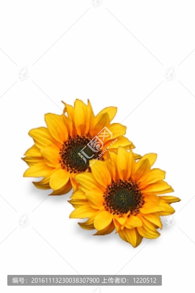 黃色的向日葵