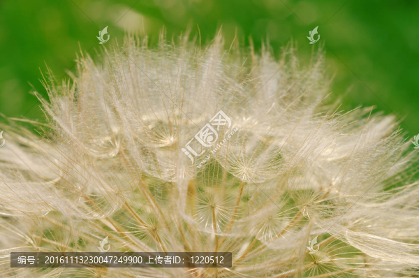 毛茸茸的蒲公英