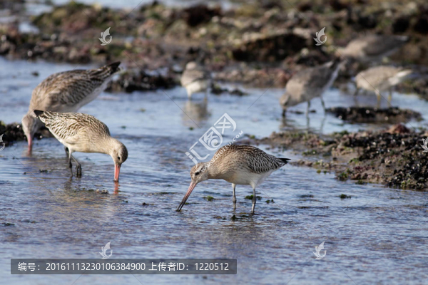 水鳥(niǎo)的海鳥(niǎo)-匯圖網(wǎng) www.fosd68.com 水鳥(niǎo)的海鳥(niǎo)