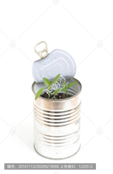 植物