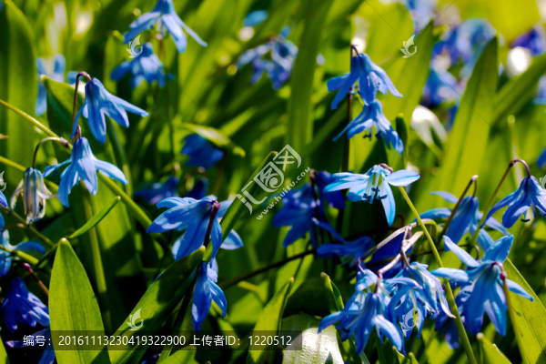 春天的花朵-,scilla,siberica