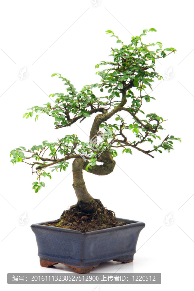 綠色背景下的中國盆景樹