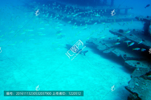 鯊魚和魚在水里