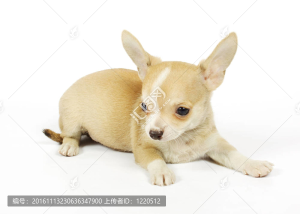 小奇瓦瓦的小狗